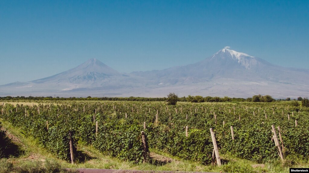 Një fushë me rrush afër Malit Ararat.