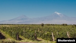 Një fushë me rrush afër Malit Ararat.