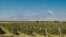 Armenia -- A vineyard in the Ararat Valley.