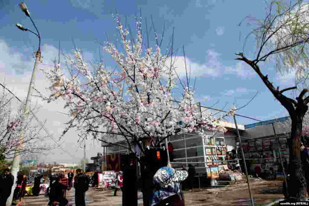 Uzbekistan - spring in Tashkent