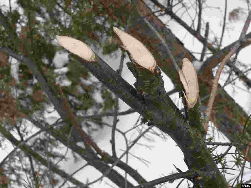 Сәрви ботагы себеркегә кисеп кулланыла. - Сәрви ботагы себеркегә кисеп кулланыла.