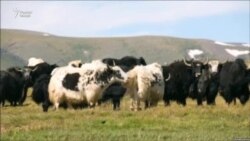 Қутоспарвари мурғобӣ барои манъи таҳсили духтаронаш 20 ҳазор сомонӣ ҷарима гирифт