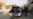 Iraqi Gains Reported In Ramadi, Fallujah