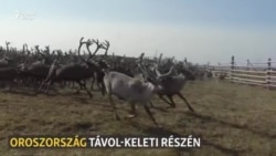 „A rénszarvasok szent állatok” – a pásztorok a túlélésért küzdenek Oroszország távol-keleti részén