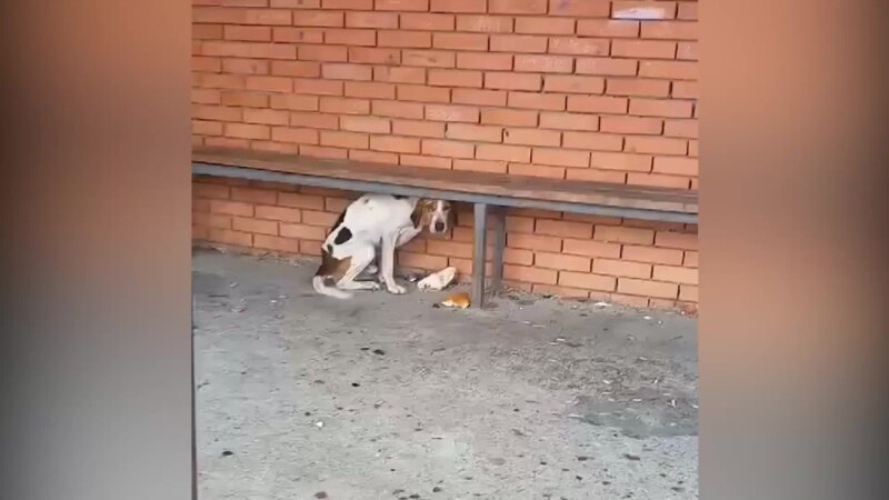 დაწუნებული მაძებრები - როგორ ტოვებენ მონადირეები ძაღლებს მინდორში