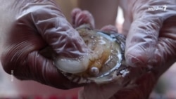 په متحده عربي اماراتو کې مرغلرې څنګه پیدا کېږي؟