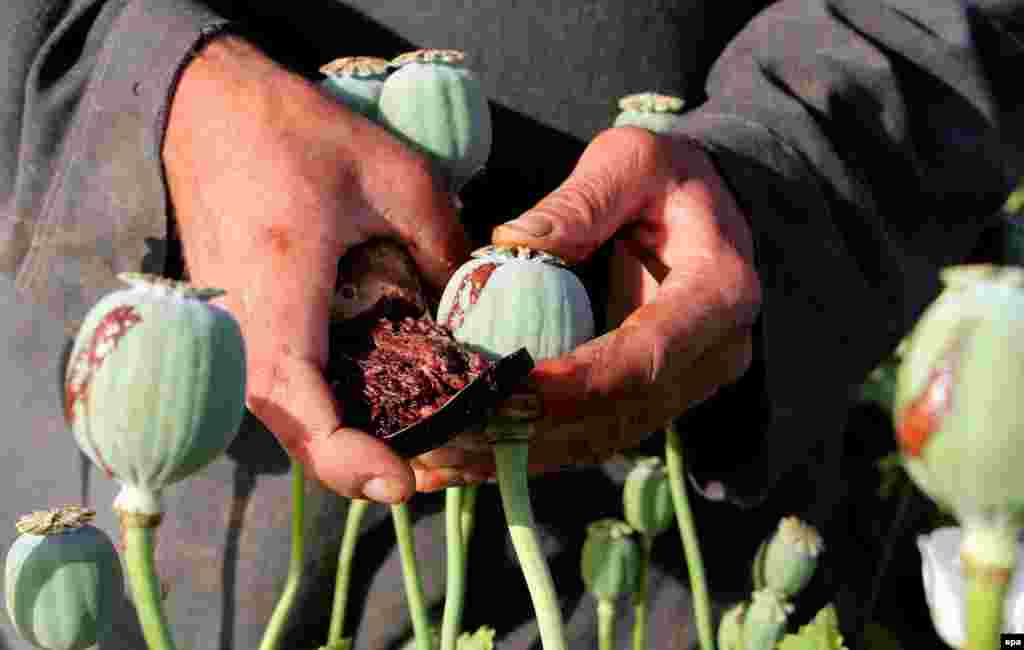 Helmand vilayəti, 2017