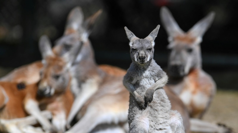 Алматының хайуанаттар бағында дүниеге үш кенгуру төлі келді
