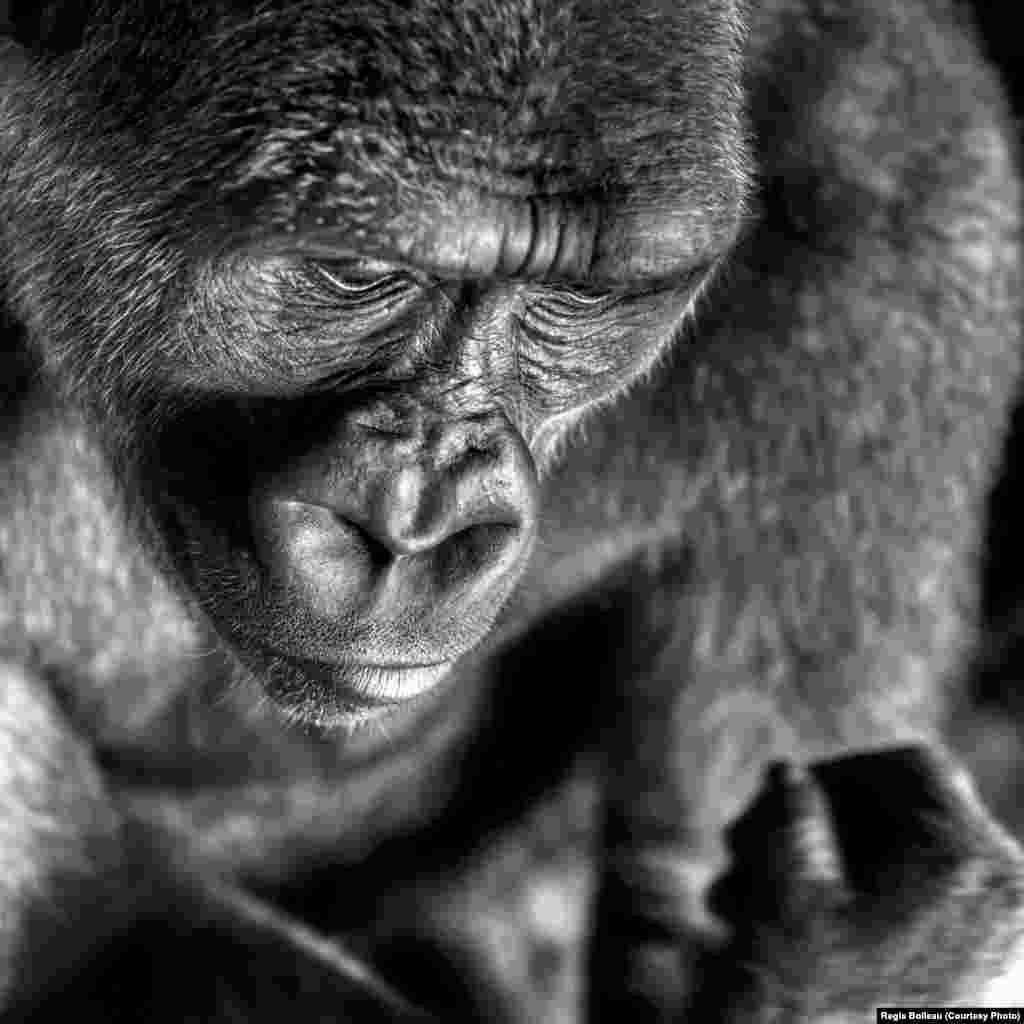 Photographer Regis Boileau of France was short-listed in the Nature &amp; Wildlife category for this portrait of an ape.