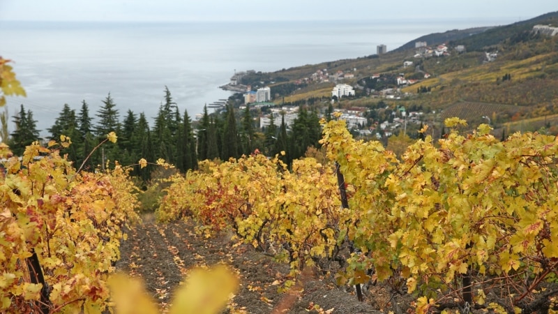 Виноградник «Массандры» в районе Гурзуфа | Крымское фото дня