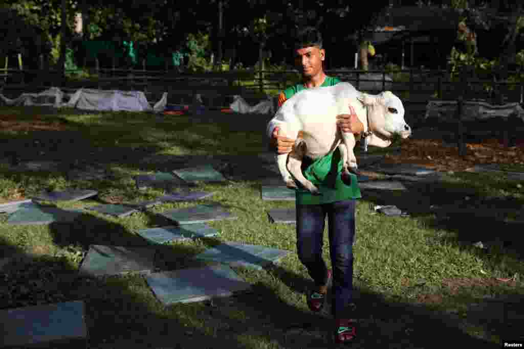 BANGLADESH-DWARF COW/