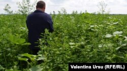 Земельные участки в селе Кочиерь