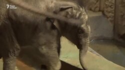 В Московском зоопарке родился слонёнок