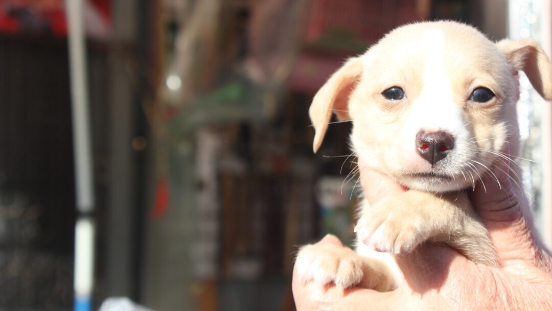 Алдағаны үшін қызға қарсы кек порно