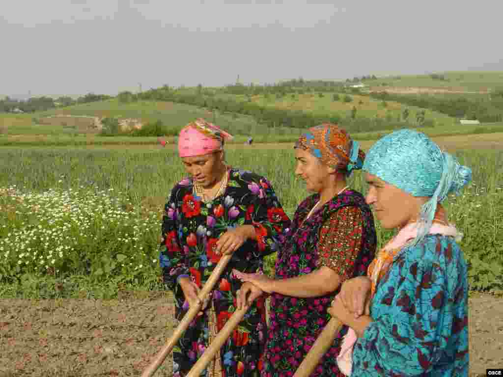 Tajikistan - As in most large farms in Tajikistan, women in Obikikk, near Dushanbe, are the main source of labour, undated - hgb01 -- 12176 As in most large farms in Tajikistan, women in Obikikk, near Dushanbe, are the main source of labour. (OSCE/Soeren W. Nissen)