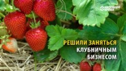 Украина: инженер и программист решили выращивать клубнику передовыми и "умными" методами