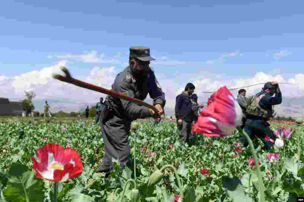 Əfqan polisi xaşxaş sahəsini məhv edir, Cəlalabad vilayəti. 2017
