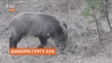 Дар Кӯлоб шикори гургу хук иҷозат дода шуд ва ҳатто ҷоиза ҳам медиҳанд