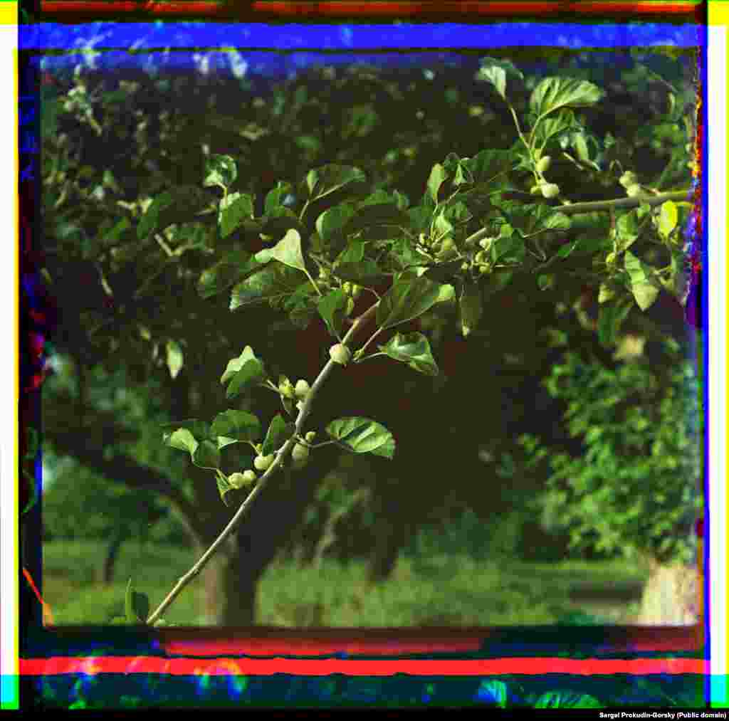 A detail of mulberries growing in an orchard in Bayramaly. After the 1917 Bolshevik Revolution that took place just a few years after these photos were made, Prokudin-Gorsky fled Russia and eventually settled in Paris. After his death in 1944, the U.S. Library of Congress purchased 1,902 images -- including more than 200 shot in Central Asia -- from the photographer&#39;s relatives. &nbsp; &nbsp;