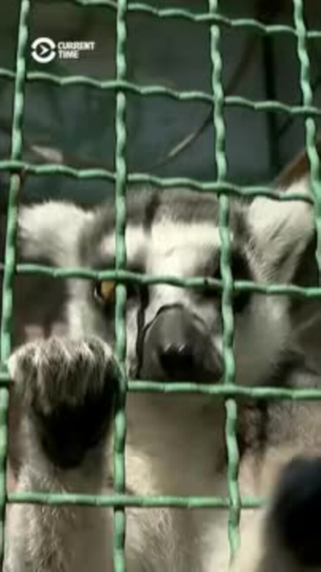 Animals 'Nervous' At Ukrainian Zoo As Russian Army Draws Near
