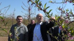 Predizborna Srbija: Obećanja u plastenicima
