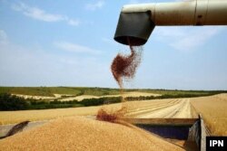 Cerealele vor fi afectate de lipsa îngrășămintele, iar producția de cerealele influențează întreaga piața de produse alimentare. Salvarea ar putea fi, în cazul unei producții mici în 2022, stocurile din 2021, când a fost o producție record în toată Europa.