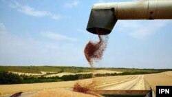 Prețul grâului ar urma să crească într-o primă fază, cu 8 procente, ca urmare a războiului din Ucraina.