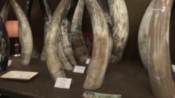 تزئینات جدید با استفاده از شاخ گاو