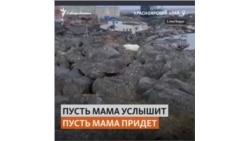 Белого медвежонка, найденного в Диксоне, решили оставить в природе
