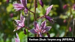Ядовитое растение ясенец – купина неопалимая