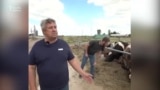Ukraynalı fermer: Rusiya əsgərləri 100 inəyimi kəsib, mənə 600 min dollarlıq ziyan vurublar