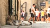 Kotor Old town street cats, Montenegro