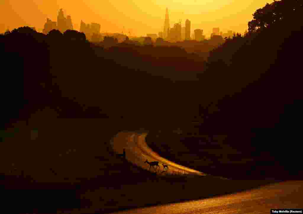 Srna i lane prelaze cestu ubrzo nakon izlaska sunca, dok se iza njih vidi horizont Londona, Richmond Park, Velika Britanija, 8. august.