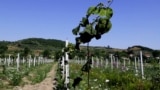 VIDEO GRAB: Farmers in Albania struggle to cope with price hikes