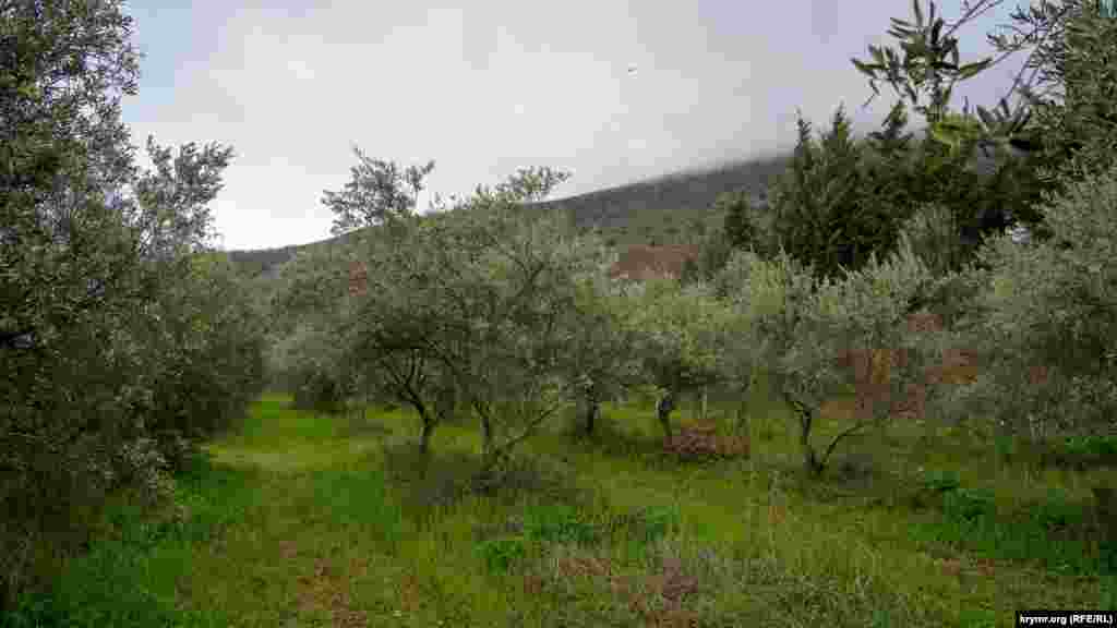 У міжряддях дослідного оливкового гаю, що між Аян-Узень і Аю-Дагом, на повний зріст піднялася молода трава