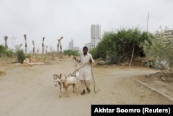 A man leads his goats through an area of new tree plantations in Karachi in June 2022.