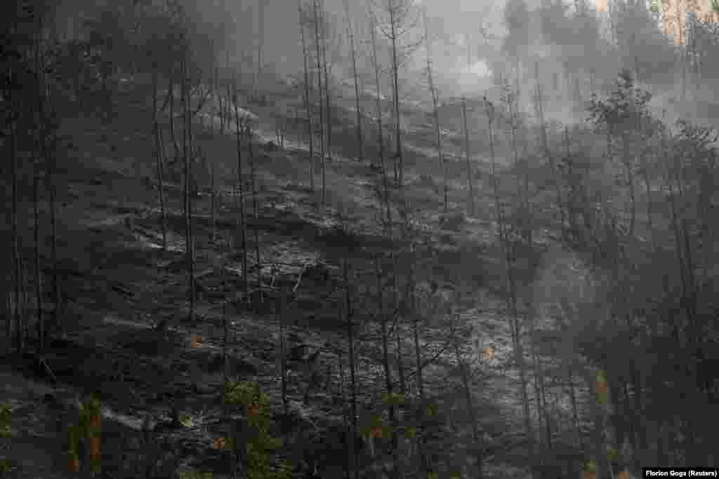 Zjarret e egra kanë lënë një pjesë të pyllit të shkrumbuar, teksa zgjyra dhe pemët e rëna kanë mbushur tokën.