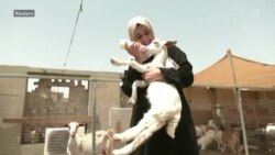 دوو خویندو د کور پر بام د چرګانو، او څارویو فارم جوړ کړی
