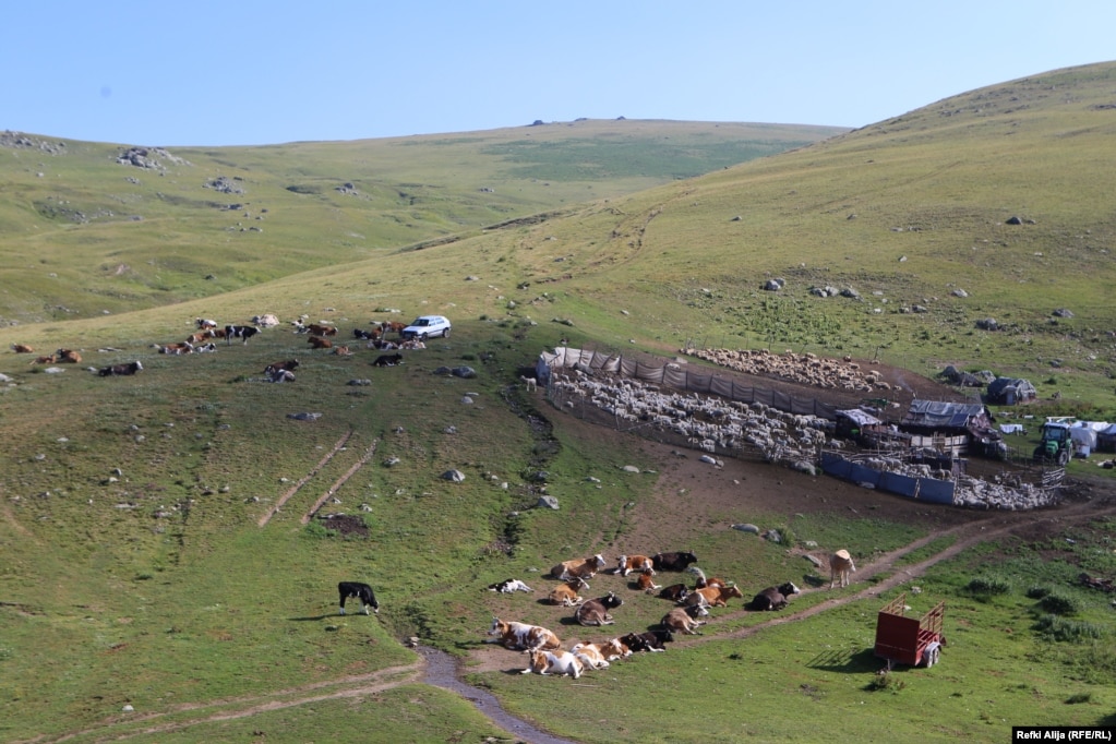 Lopët duke kullotur në Sharr.