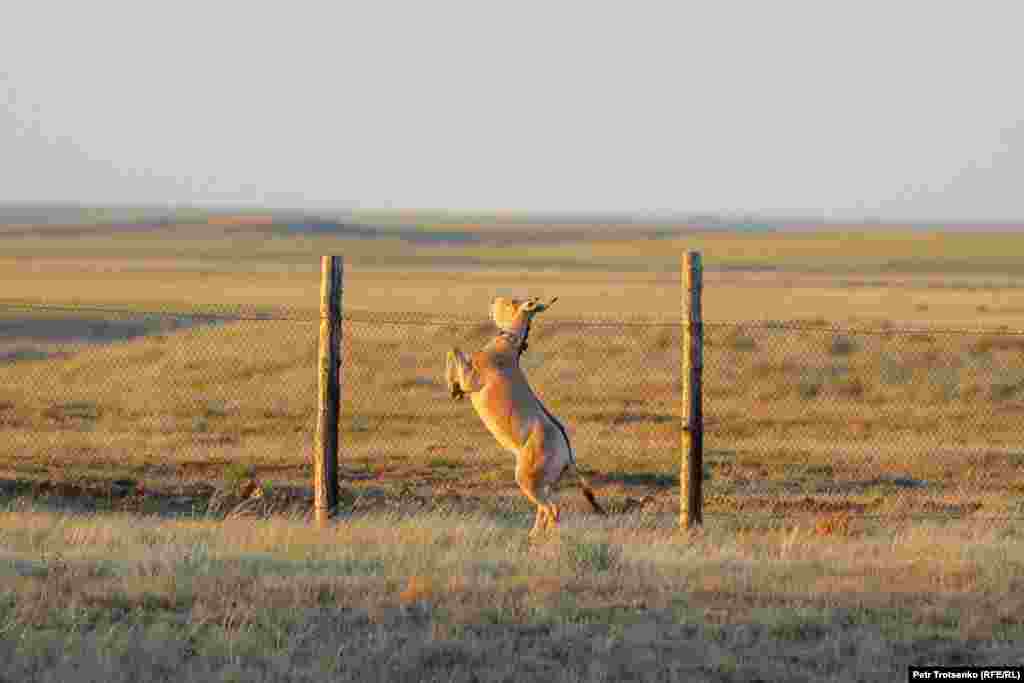 The aim of the program is to eventually to have enough kulan raised at the corral and released into the wild that the animals can be removed from Kazakhstan&#39;s list of endangered species -- a goal that is likely to take decades of work.&nbsp;