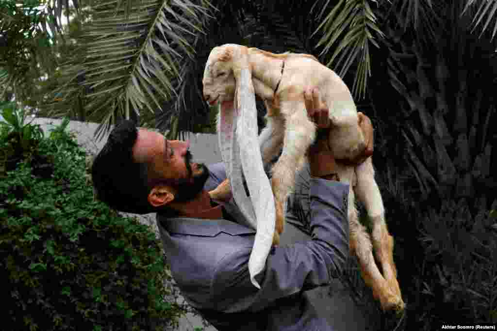 Simbu, jare od mjesec dana i četiri dana sa ušima dugim 55 cm, ponosno predstavlja vlasnik, Karači, Pakistan, 8. juli.