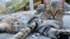 В Самарской области разрешили убивать бездомных собак и кошек