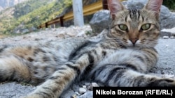 Kotor street cats, Montenegro