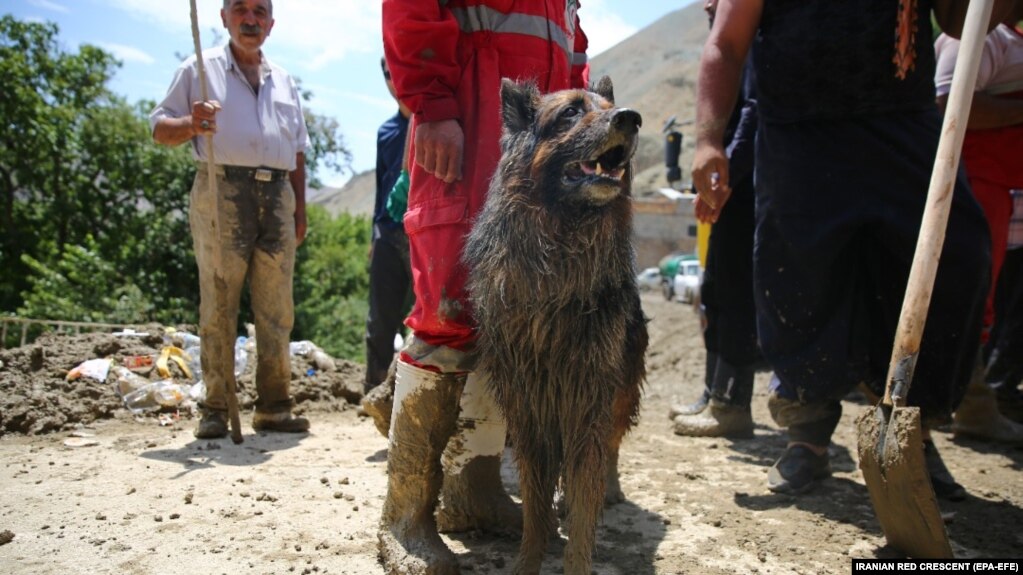 در عملیات یافتن قربانیان سیل سگ‌ها نقشی برجسته داشتند