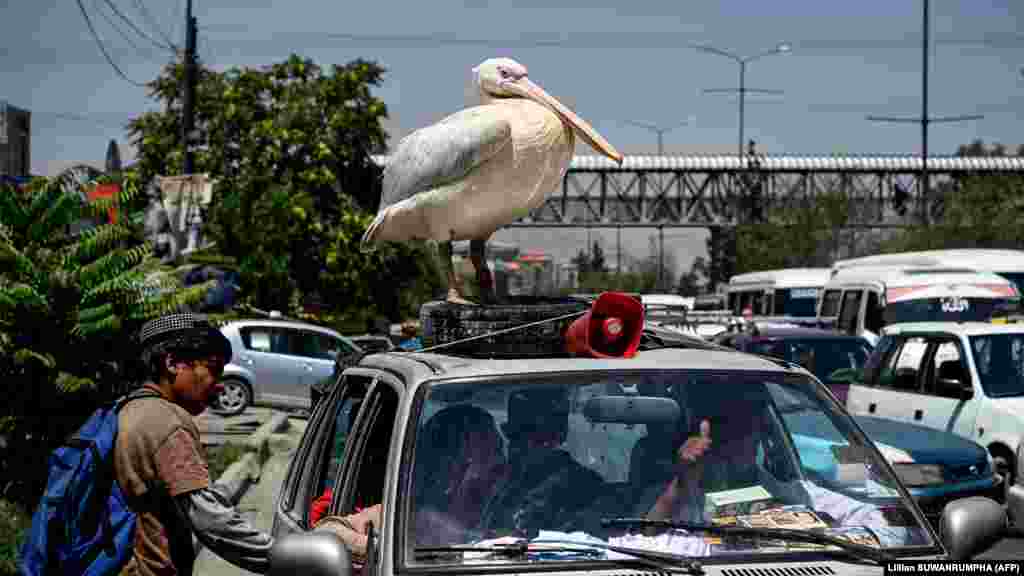 Porodični ljubimac pelikan vozi se na automobile u Kabulu 19. jula. &nbsp;