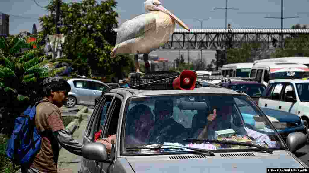 Un pelican ca animal de companie pe mașina unei familii la Kabul, 19 iulie 2022.