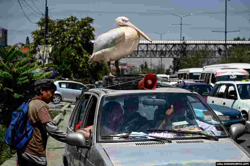 A family&#39;s pet pelican rides on top of a car in traffic in Kabul.