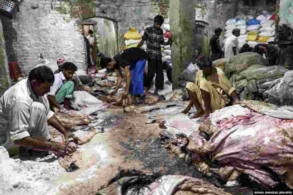 Pakistani laborers treat animal skins with salt before storing them to be used later in the making of leather products, during the Eid al-Adha holiday in Islamabad.