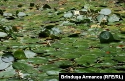 Imagine de pe lacul cu nuferi din Moneasa.