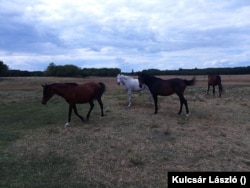 Tavaly nyáron még zöldellt a gyep, idén nyáron teljesen kiégett, így a lovak nem tudnak rajta legelni